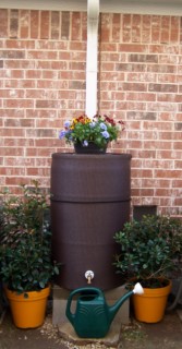 Brown Rain Barrel