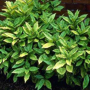 Gold Dust Aucuba