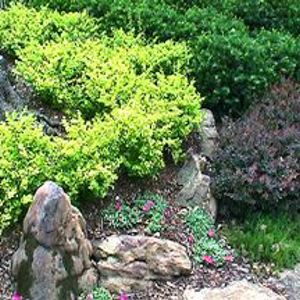 Bonanza Gold Barberry