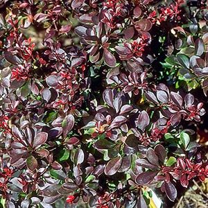 Crimson Pygmy Barberry