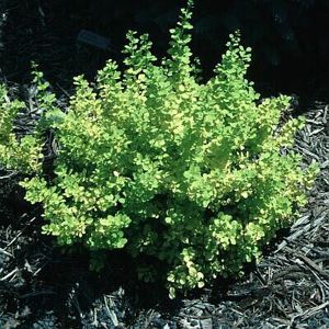 Golden Barberry