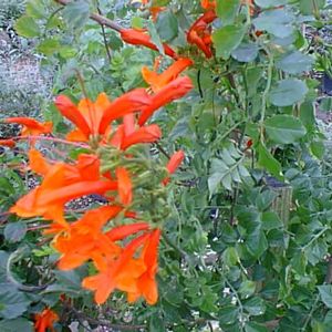 Madame Galen Trumpet Vine