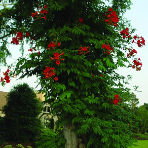Madame Rosy Trumpet Vine