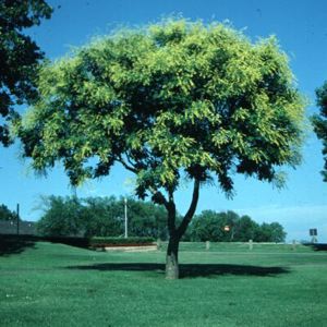 Golden Raintree