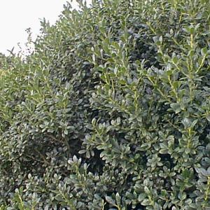 Dwarf Burford Holly