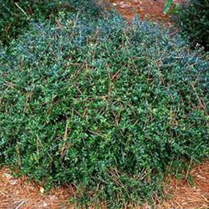 Dwarf Yaupon Holly