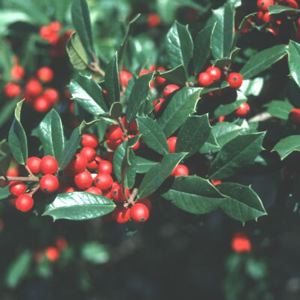 Foster's Holly