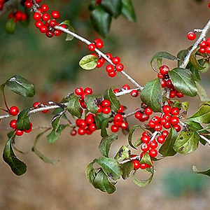 Possumhaw Holly