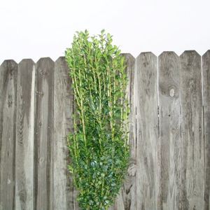 Sky Pencil Holly
