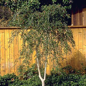 Weeping Yaupon Holly