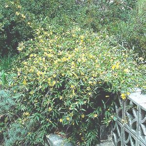 Carolina Jessamine