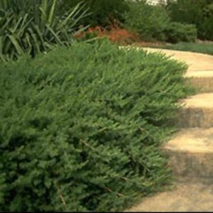 Blue Pacific Juniper