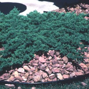Greenmound Juniper