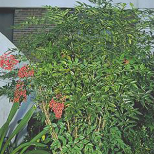 Heavenly Bamboo Nandina