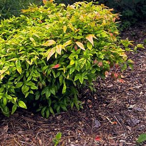 Firepower Dwarf Nandina