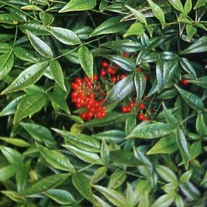 Harbor Belle Nandina