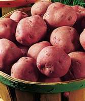 Red Seed Potatoes