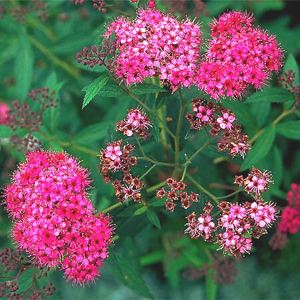 Red Spirea