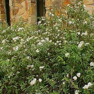 Bridal Wreath Spirea