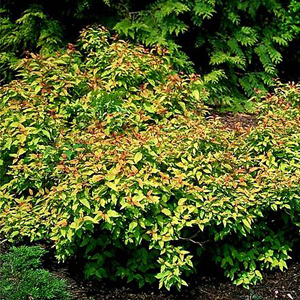 Goldflame Spirea