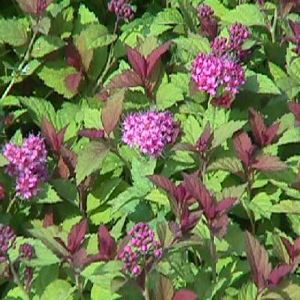 Magic Carpet Spirea