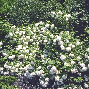 Snowball Viburnum