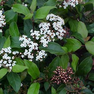 Spring Boquet Viburnum
