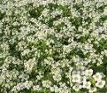Alyssum
