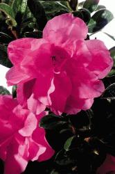 Autumn Carnation