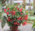 Dragon Wing Begonia