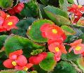 Begonia