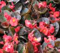 Begonia
