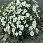 Blackfoot Daisy