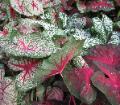 Caladium