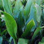 Cast Iron Plant