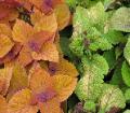Coleus