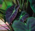 Colocasia Illustris