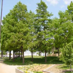 Bald Cypress