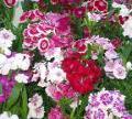 Dianthus