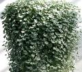 Dichondra Silver Falls