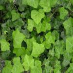 English Ivy