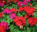 Geraniums