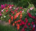 Impatiens