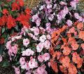 New Guinea Impatiens