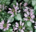 Lamium