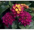 Lantana Bandana Cherry