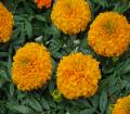 Marigold