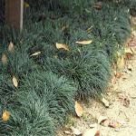 Dwarf Mondo Grass
