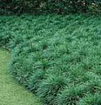 Mondo Grass