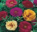 Moss Rose